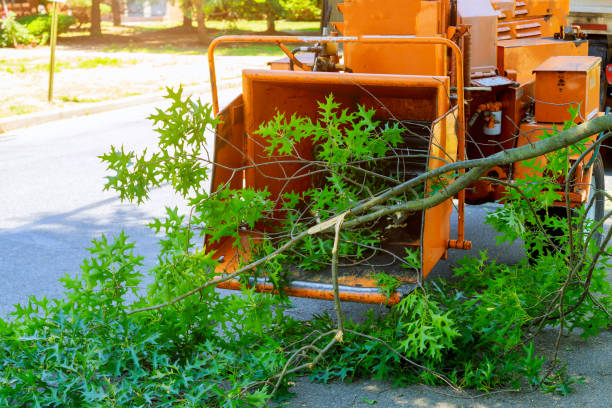 Trusted College Station, TX Tree Care Services Experts