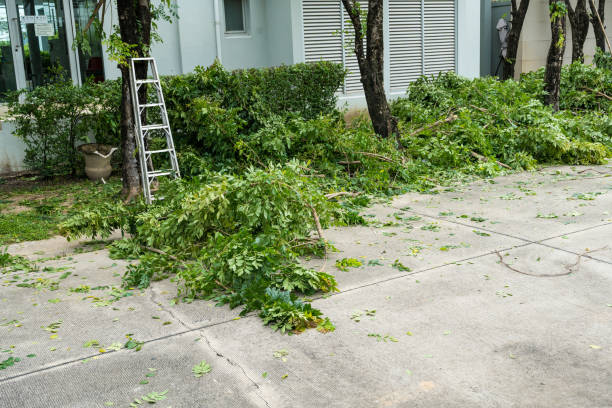 Best Tree Removal  in College Station, TX