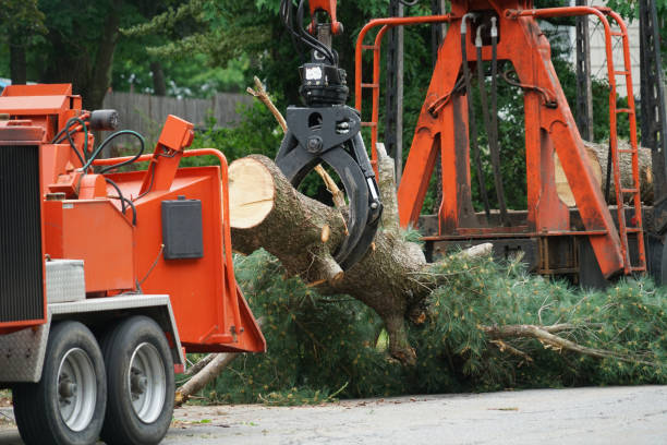 Best Tree Disease Treatment  in College Station, TX